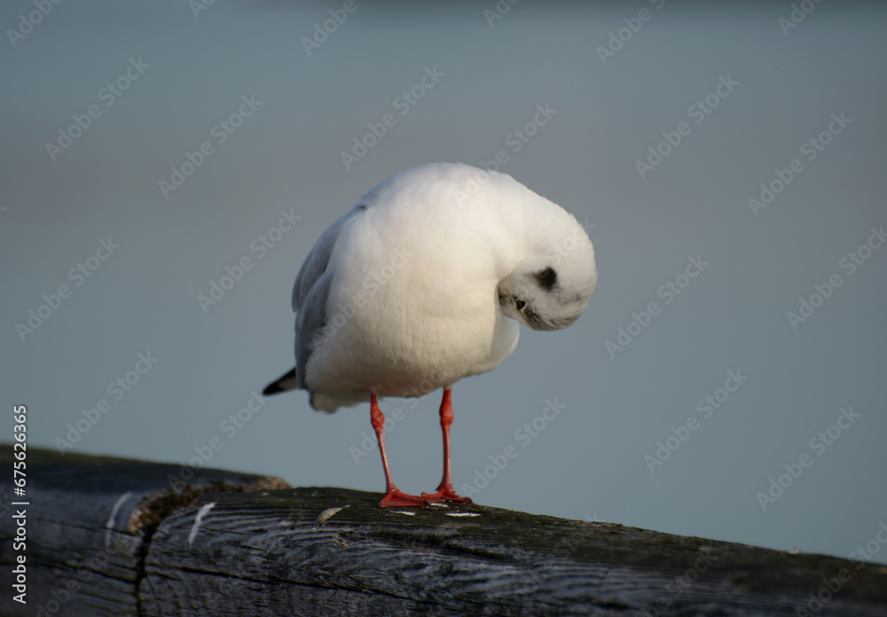 Obraz premium ゆりかもめ 都鳥