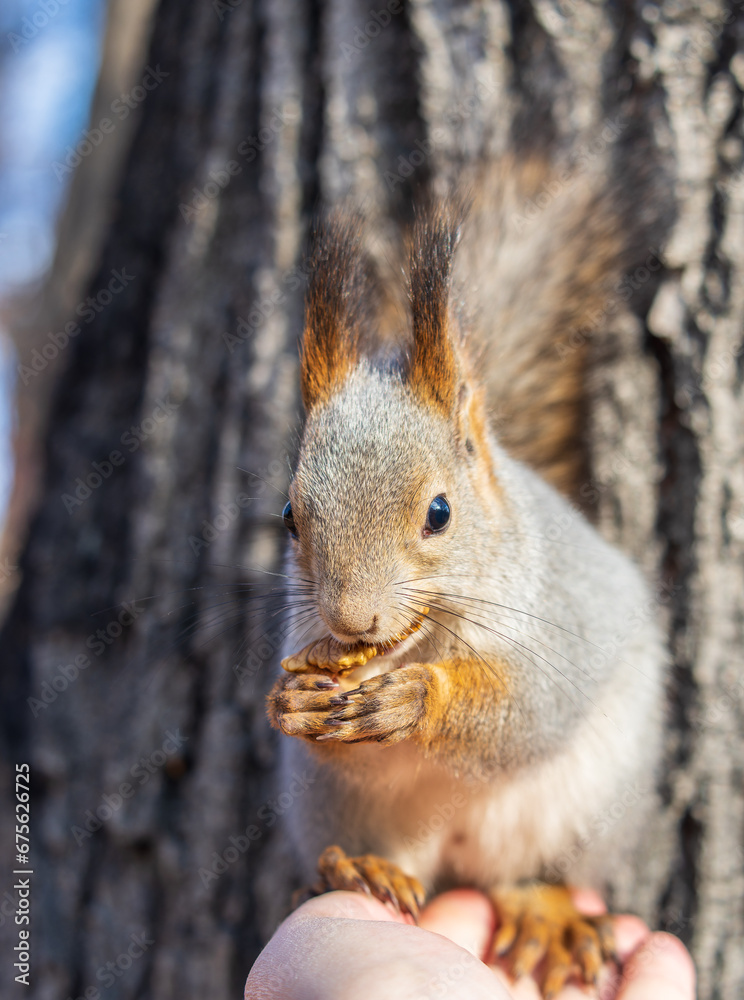Fototapeta premium A squirrel in the autumn eats nuts from a human hand. Eurasian red squirrel, Sciurus vulgaris