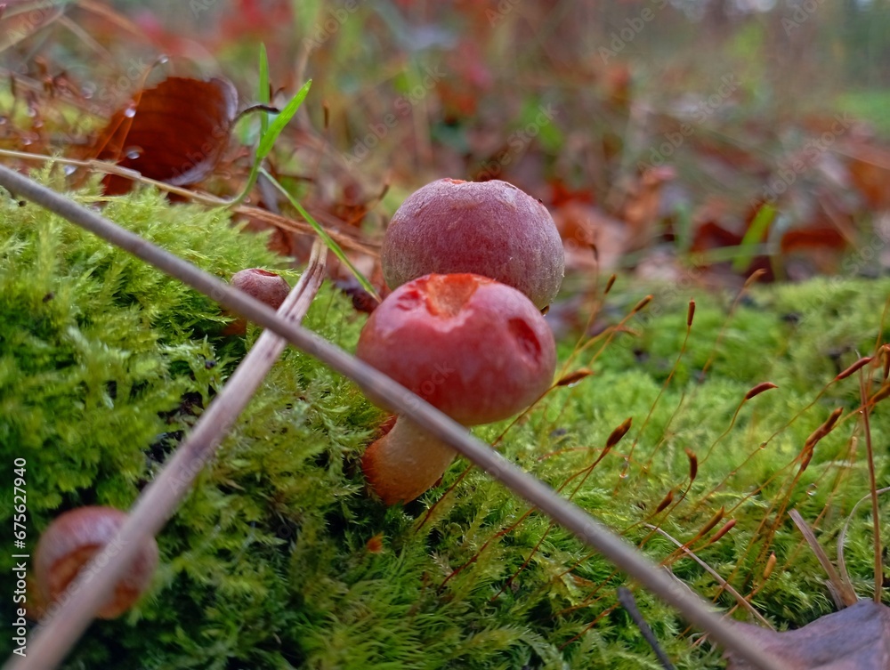 Beautiful red poisonous lying mushrooms in green moss on a stump. The texture of poisonous mushrooms that grow in autumn in the forest moss. Beautiful red poisonous lying mushrooms in green moss on a stump. The texture of poisonous mushrooms that grow in autumn in the forest moss.