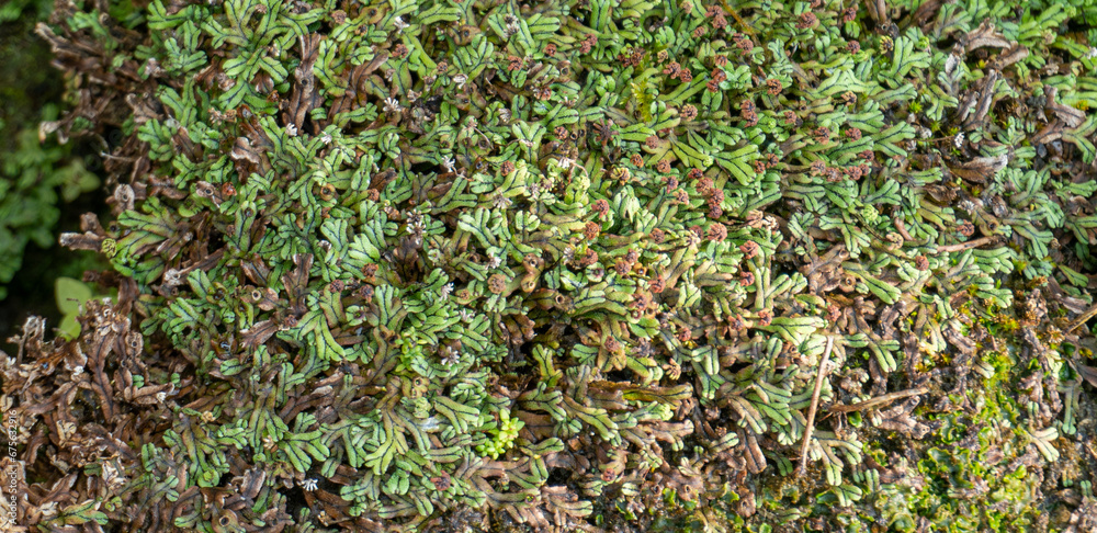 Top view of liverwort on ground, It is the same group of plants as moss. Some liverworts cover the ground, rocks, trees, or other surfaces. natural flat lay background. Top view of liverwort on ground, It is the same group of plants as moss. Some liverworts cover the ground, rocks, trees, or other surfaces. natural flat lay background.