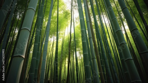 bamboo forest with sunlight