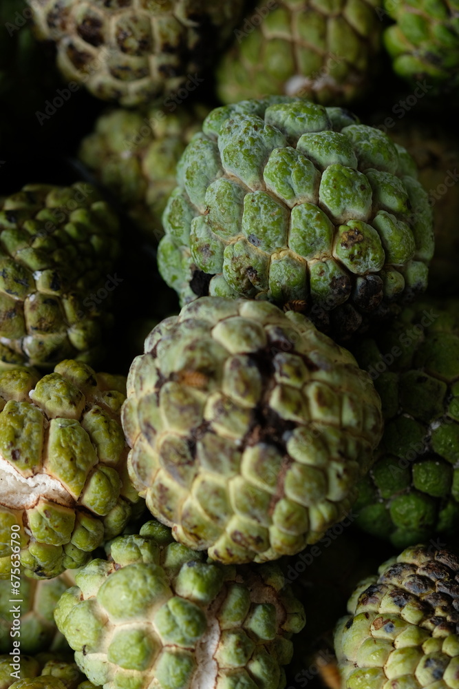 Fototapeta premium Srikaya is a plant belonging to the genus Annona which originates from tropical areas. Annona squamose. Sugar apple fruits.