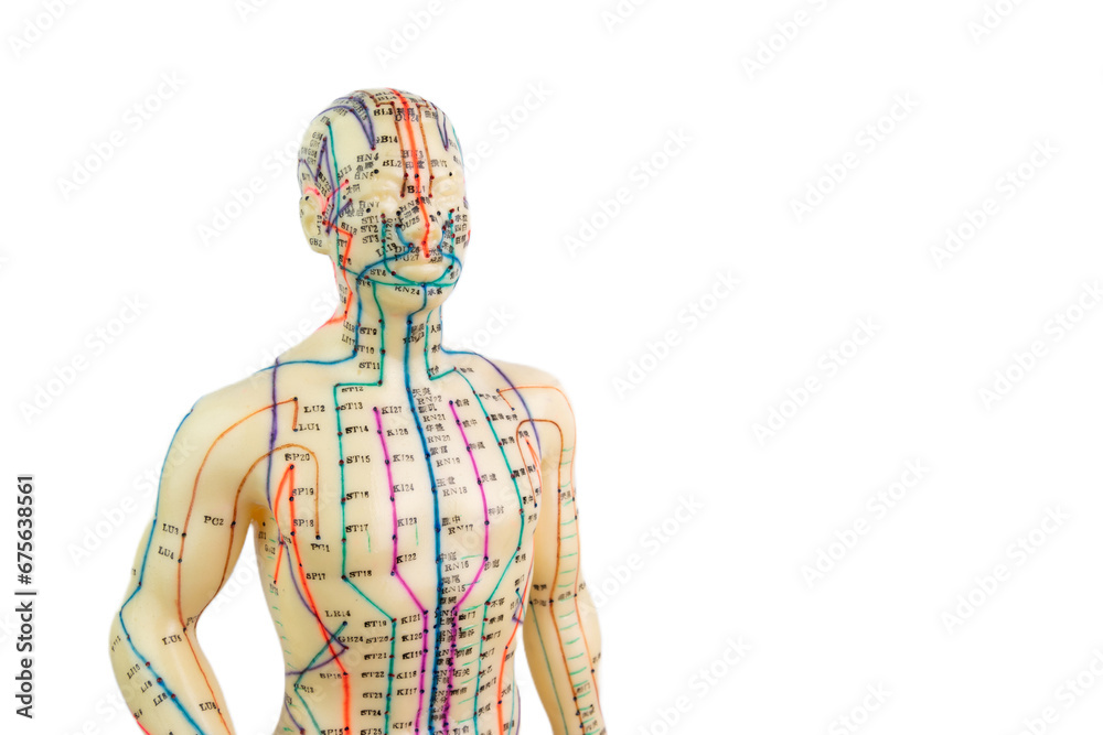 Front view of a medical acupuncture model of human isolated on white background