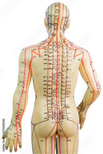 Back view of Medical acupuncture model of human isolated on white background