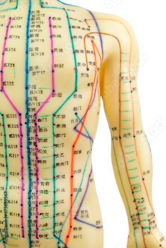 Konstfotografi Front view of a portion of upper body of a medical acupuncture model of human is