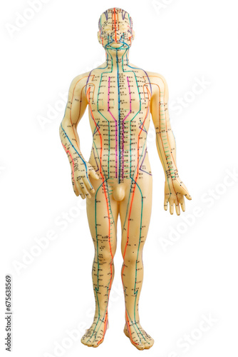 Whole front view of a medical acupuncture model of human isolated on white background