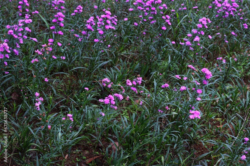 Obraz premium Purple flowers in garden