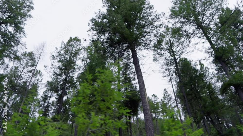 Tracking shot of forest and trees swaying in the wind. Tracking shot of forest and trees swaying in the wind.