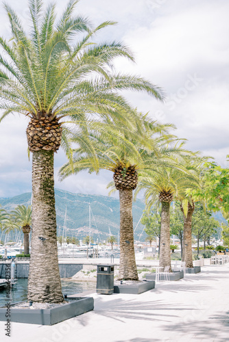 Row of large date palms grows in flower beds along the wide pier of the luxurious marina