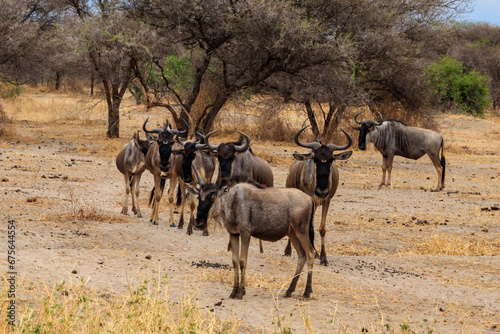 Herd of blue wildebeest  Connochaetes taurinus  in Tarangire National Park  Tanzania