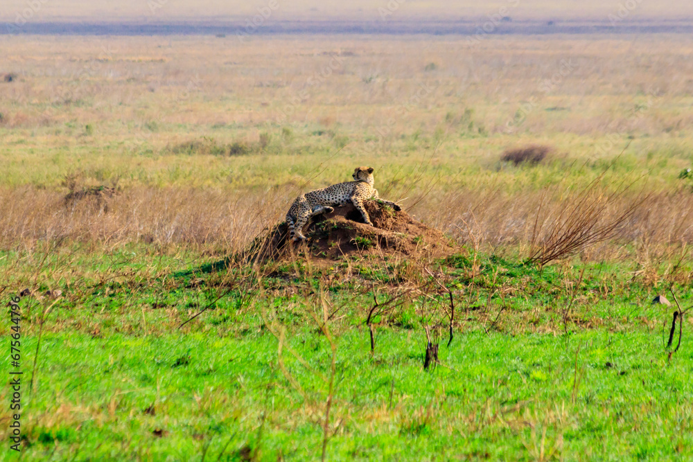 Obraz premium Cheetah (Acinonyx jubatus) on termite mound in savanna in Serengeti National park, Tanzania