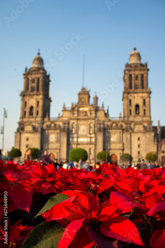Flor de Noche Buena, Catedral de la Ciudad de México