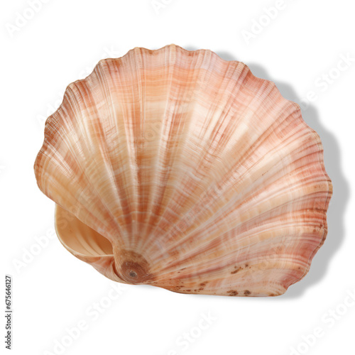 A Beautiful Seashell on a Clean, White Canvas © LUPACO PNG