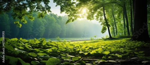 The summer sunlight gently filters through the lush green leaves of the towering trees creating a beautiful texture in the background of the spring landscape making it a perfect wallpaper fo