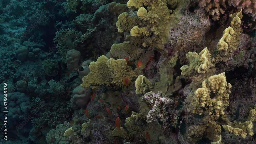 Drifting over coral reef with hard corals Drifting over coral reef with hard corals