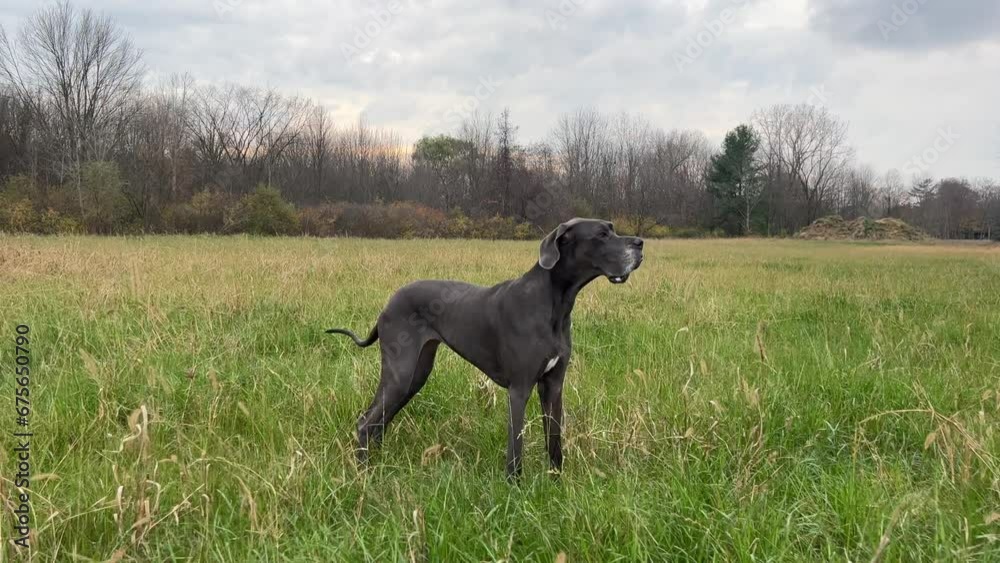 Adult Blue Female Great Dane In A Field Smelling Adult Blue Female Great Dane In A Field Smelling