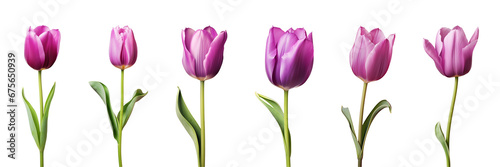 Purple tulip flower collection isolated on a transparent background #675650939