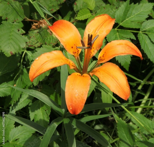 Wood Lily (Lilium philadelphicum) orange wildflower in Beartooth Mountains, Montana photo