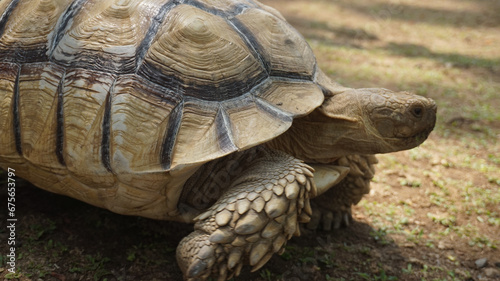 A large brown turtle walks on the ground