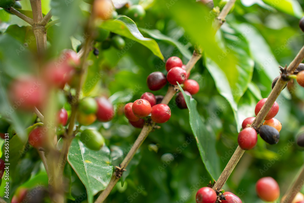 Coffee tree with fresh arabica coffee bean in coffee plantation in the mountain. Trees on an organic coffee farm. Red cherry bean arabica. Coffee tree with fresh arabica coffee bean in coffee plantation in the mountain. Trees on an organic coffee farm. Red cherry bean arabica.