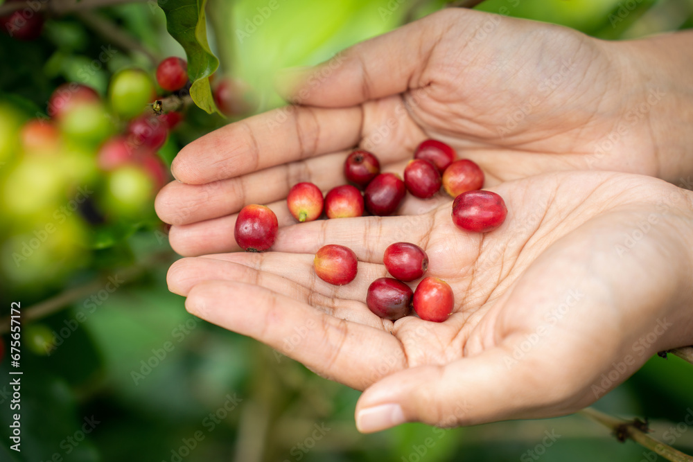 Red coffee beans in Asian woman farmer hand. Hands harvest cherry coffee bean ripe Red berries plant fresh seed coffee tree. asian woman harvest red ripe coffee seed arabica berry harvesting coffee Red coffee beans in Asian woman farmer hand. Hands harvest cherry coffee bean ripe Red berries plant fresh seed coffee tree. asian woman harvest red ripe coffee seed arabica berry harvesting coffee