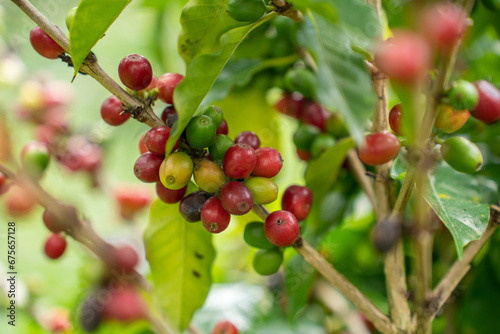 Coffee tree with fresh arabica coffee bean in coffee plantation in the mountain. Trees on an organic coffee farm. Red cherry bean arabica.