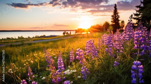 sunset over the lake with purple lupine flowers in summer