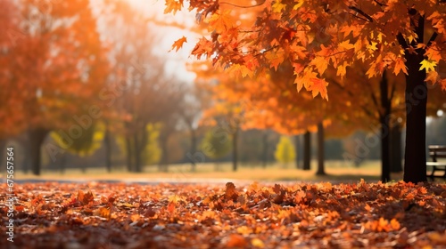 Autumn park with vibrant orange leaves