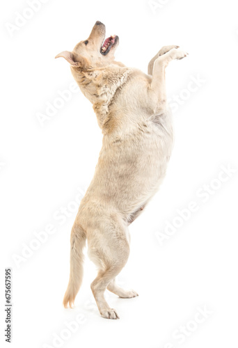 Cute Labrador dog jumping on white background