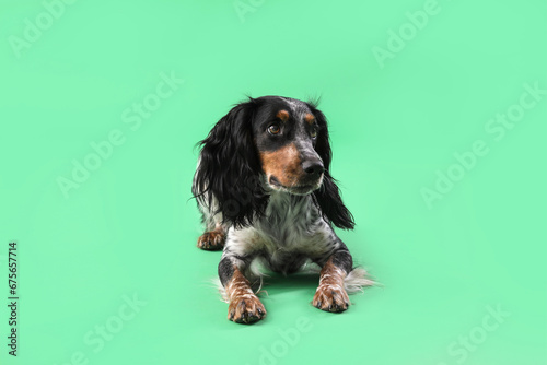 Obraz na płótnie Cute cocker spaniel dog lying on green background
