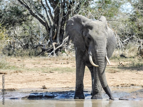 Elephant at water hole