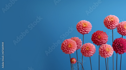 Pom pom dahlias flowers on a minimal background © Tierney