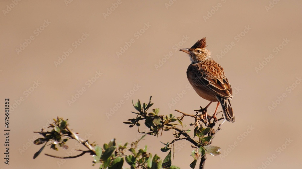 Fototapeta premium Lark on a branch