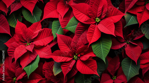 Red poinsettia flowers Christmas decorations