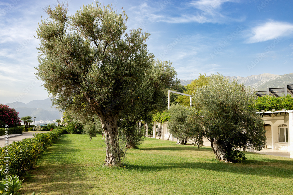 Olive trees in the park against a blue sky with clouds