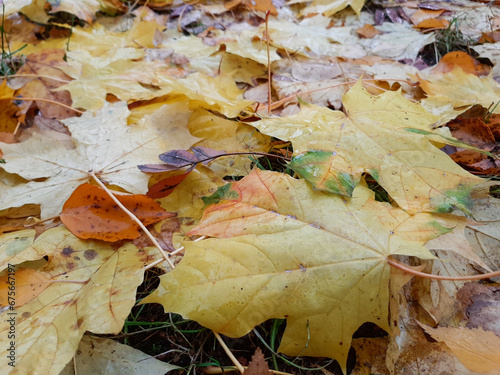 Fallen maple leaves. Fallen autumn leaves
