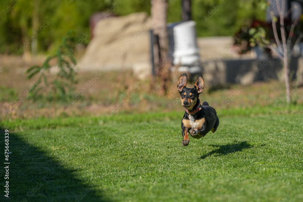 dachshund caught while running on the lawn on a sunny day. dachshund caught while running on the lawn on a sunny day.