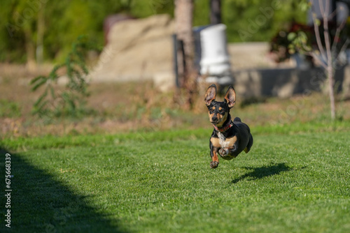 dachshund caught while running on the lawn on a sunny day.