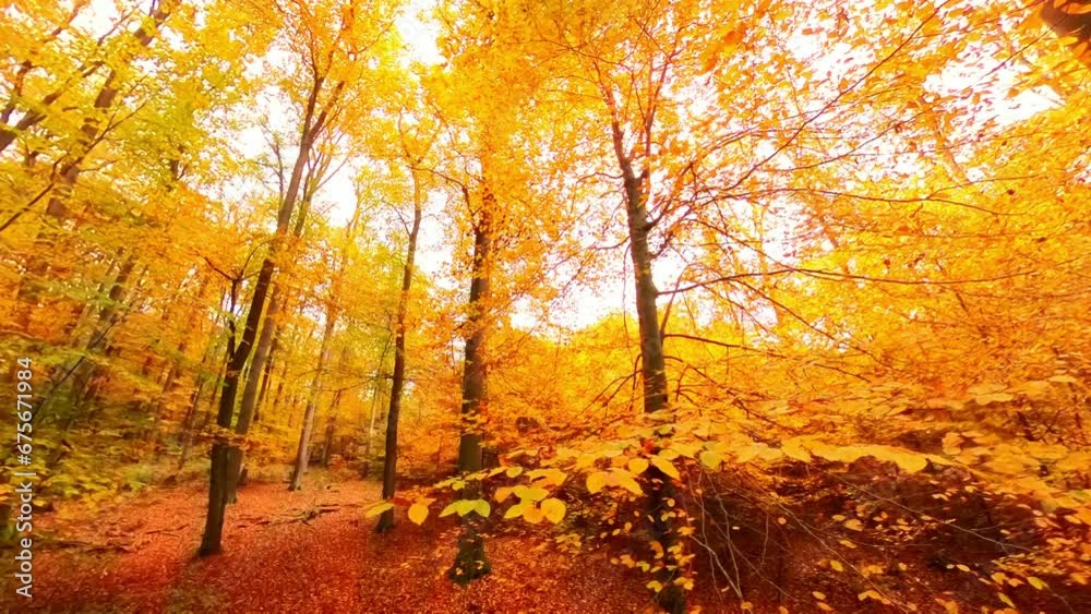 herbstlich Bäume mit goldgelben Blättern wiegen leicht im Wind - Herbststimmung, Wald, Forst, Moos, Sonnenstrahlen, Drohne herbstlich Bäume mit goldgelben Blättern wiegen leicht im Wind - Herbststimmung, Wald, Forst, Moos, Sonnenstrahlen, Drohne