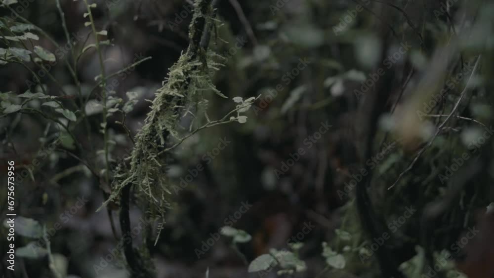 A close up of foliage and moss on a forest floor in England A close up of foliage and moss on a forest floor in England