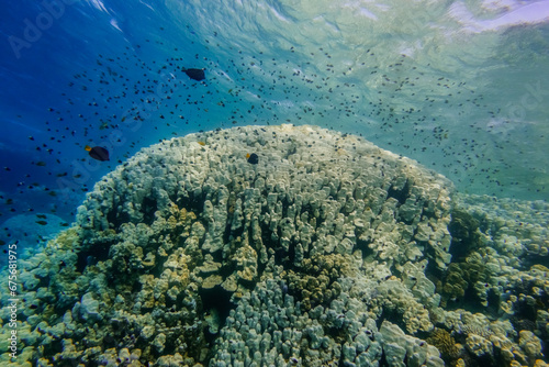 amazing coral reef with a rich species of different fishes in the red sea view from below