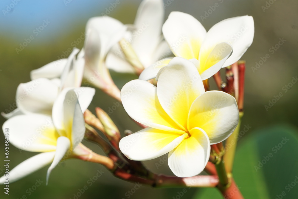 Fototapeta premium プルメリアが咲き乱れる