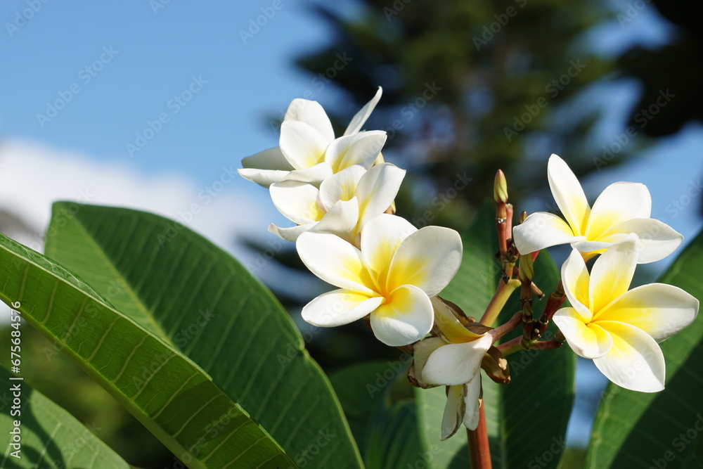 Obraz premium プルメリアと青空