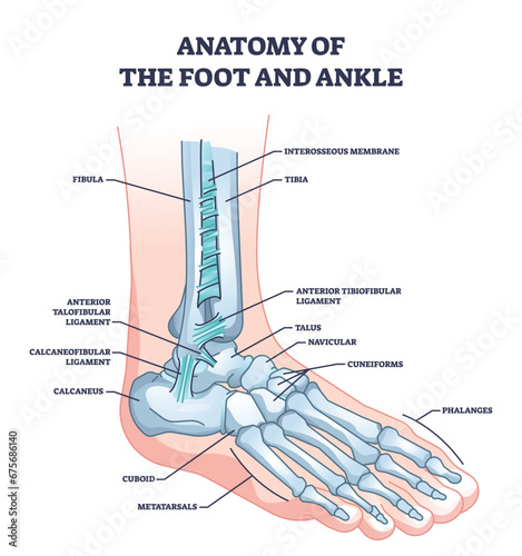Anatomy of foot and ankle with skeletal bone structure outline diagram. Labeled educational scheme with phalanges, tibia, fibula and cuboid location vector illustration. Leg skeleton model with names