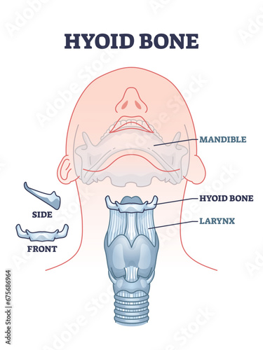 Hyoid bone with skeletal neck and chin parts bone anatomy outline diagram. Labeled educational facial scheme with mandible, hyoid and larynx location vector illustration. Isolated side or front bones