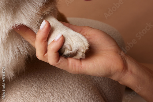 Girl holding Corgi dog's paw, dog gives paw to girl close-up, love for animals © st.kolesnikov