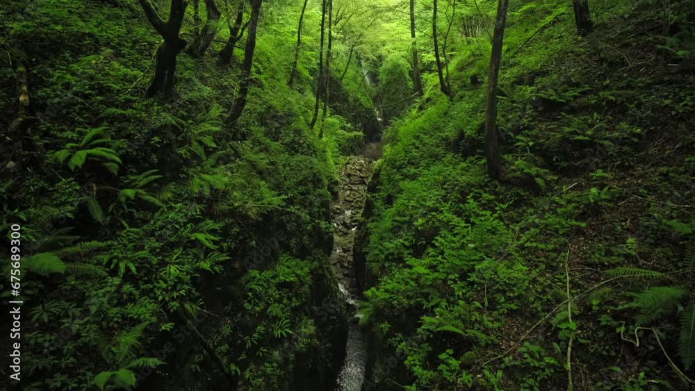 River creek stream with a waterfall in the background flowing through green jungle forest River creek stream with a waterfall in the background flowing through green jungle forest