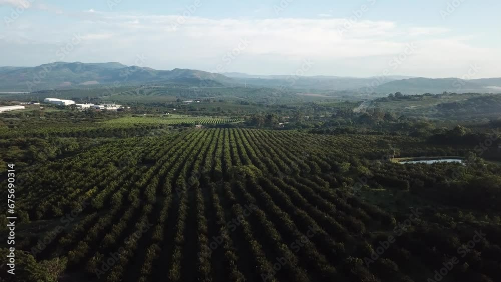 Morning drone shot of a citrus and macadamia nut farm in the Schagen Valley on the Maputo Corridor, Mbombela, Nelspruit, South Africa. Morning drone shot of a citrus and macadamia nut farm in the Schagen Valley on the Maputo Corridor, Mbombela, Nelspruit, South Africa.