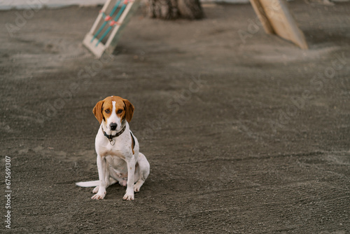 White-brown foxhound in a black collar sits on the playground