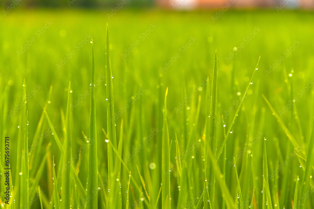 Water drop on the top of green rice field on the morning light. green background concept.